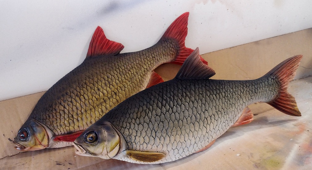 Wzdręga a płoć - co to za ryby i jakie występują różnice między nimi (1)