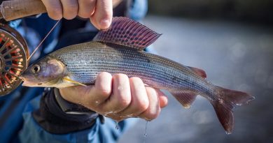 Srebrzyk ryba - opinie na forum, jak usmażyć i uwędzić, czy jest zdrowa (1)