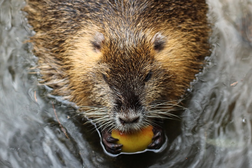Co jedzą bobry Czego nie lubią bobry Wikipedia (3)