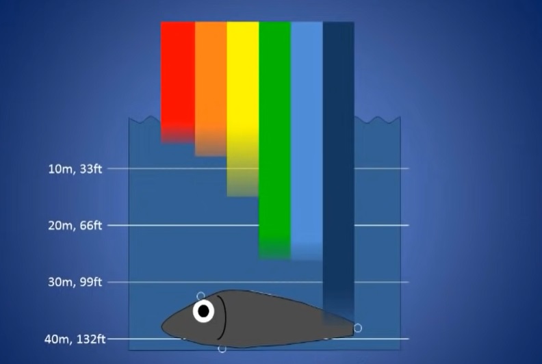 Jak widzą ryby pod wodą Jak widzi ryba w nocy i jakie widzi kolory (1)