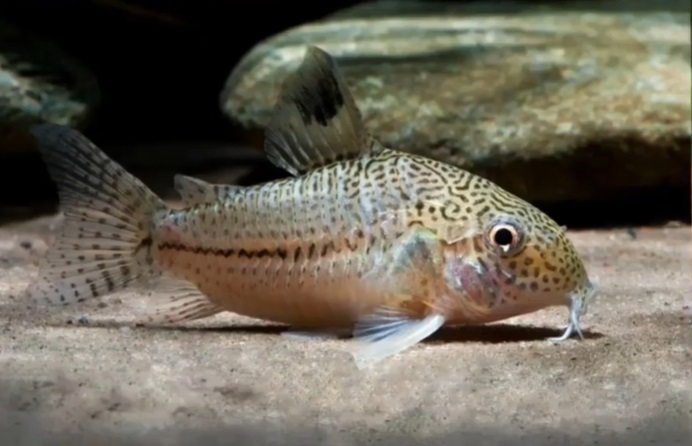 Kirysek ryba akwariowa - rozmnażanie, w ciąży, czy zjada ikrę