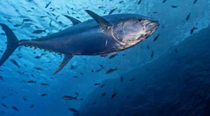 Tuńczyk błękitnopłetwy - co to za ryba, występowanie, dlaczego taki drogi, zagrożony, gdzie kupić, cena za kg (2)