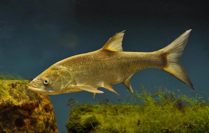 Ryba Boleń - ile kosztuje kilogram, czy to dobra ryba