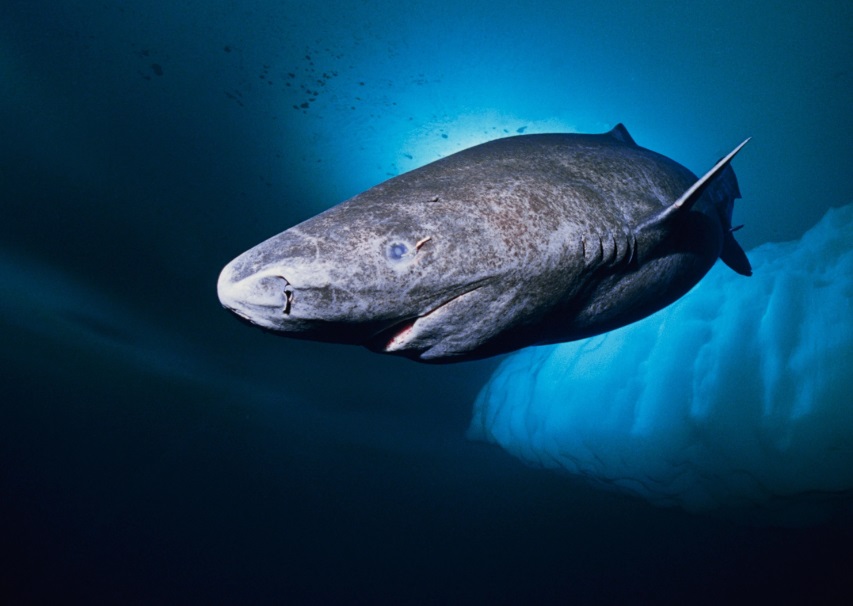 Rekin polarny - występowanie, waga, długość życia, wielkość, ciekawostki
