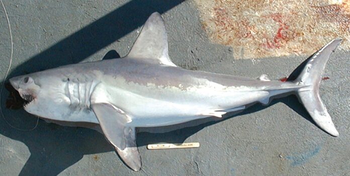 Rekin śledziowy - długość, czy jest groźny, czy widziano w Bałtyku