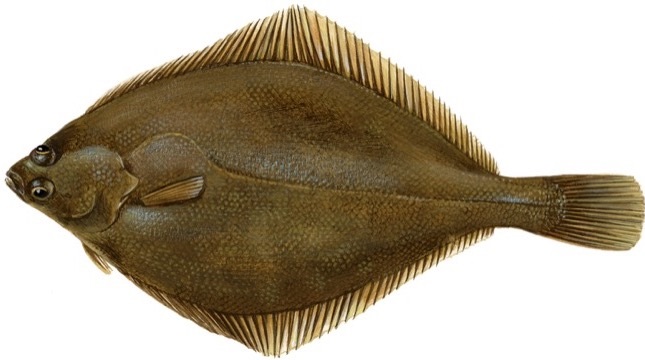 Limanda - co to za ryba, opinie na forum, właściwości, czy jest smaczna i dobra, gdzie kupić, cena za kg (1)