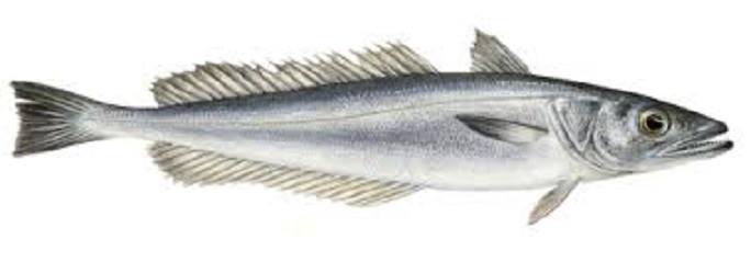 Morszczuk - co to za ryba, opinie na forum, właściwości, czy jest smaczna i dobra, gdzie kupić, cena za kg (3)