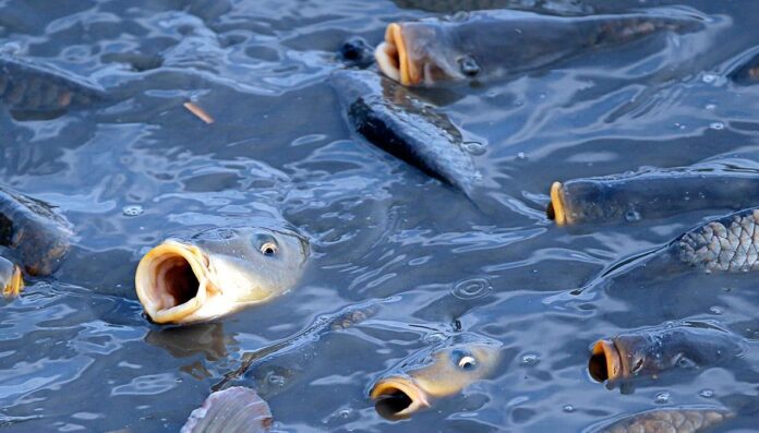Dlaczego ryby łapią powietrze w stawie
