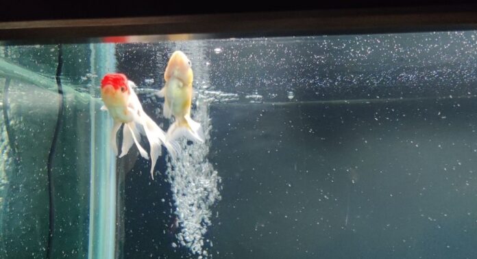 Dlaczego ryby pływają u góry akwarium