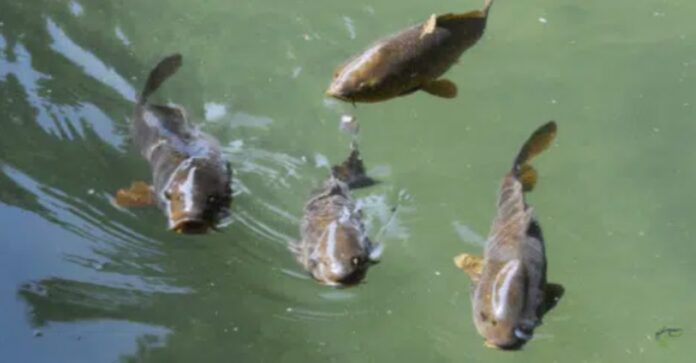 Dlaczego ryby w stawie pływają przy powierzchni wody