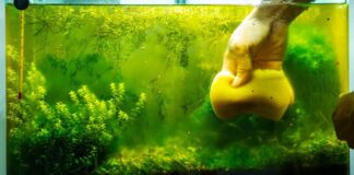 Proste i szybkie domowe sposoby na glony w akwarium (1)