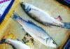 Ryba labraks - co to za ryba, opinie na forum, właściwości, czy jest smaczna i dobra, gdzie kupić (1)